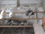 te koop witte en bonte parelhoenders, Dieren en Toebehoren, Pluimvee, Meerdere dieren, Overige soorten