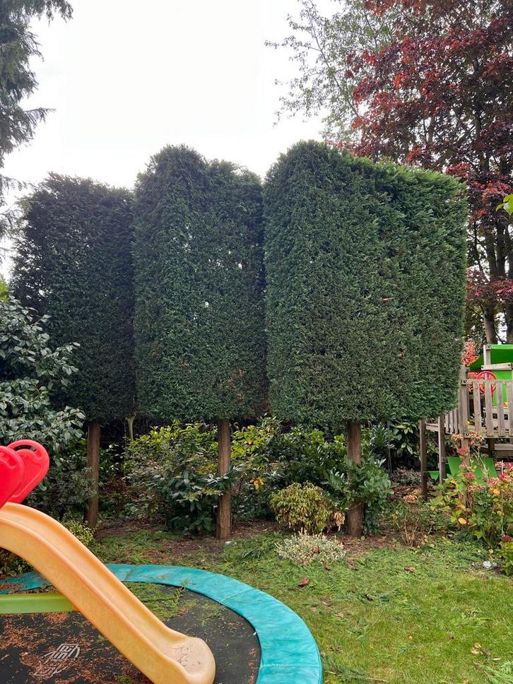 3 Grote Coniferen - Rechthoek Vorm, Tuin en Terras, Planten | Bomen, Overige soorten, 250 tot 400 cm, Volle zon, Bloeit niet, Ophalen