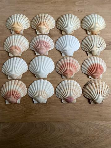 16 Sint Jacobs schelpen beschikbaar voor biedingen