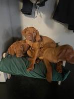 Leuke vizsla pups (reutjes), CDV (hondenziekte), 8 tot 15 weken, Meerdere, Nederland