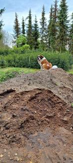Gratis storten, Tuin en Terras, Zand, Ophalen of Verzenden, Ophoogzand