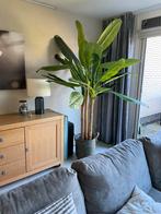 Kunst bananenboom 220 cm hoog Intratuin, Ophalen, Zo goed als nieuw, Binnen