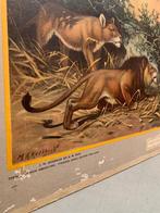 Schoolplaat Kalahari Koekkoek leeuw giraf zebra vintage, Ophalen, Natuur en Biologie