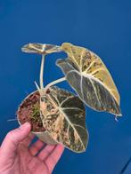 Alocasia Black Velvet Gold p10, Huis en Inrichting, Ophalen of Verzenden, Halfschaduw, Minder dan 100 cm