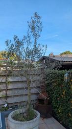 Olijfboom Olea Europea, Tuin en Terras, Lente, 100 tot 250 cm, Olijfboom, Ophalen