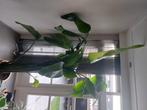 Strelitzia nicolai, Huis en Inrichting, Kamerplanten, Ophalen, 200 cm of meer, Overige soorten, Halfschaduw