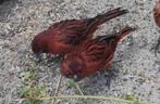 Zwart rood kanaries, Dieren en Toebehoren, Vogels | Kanaries, Meerdere dieren, Kleurkanarie