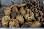 YACON PAARS / APPELWORTEL (Smallanthus sonchifolius), Tuin en Terras, Ophalen of Verzenden, Overige soorten, Volle zon