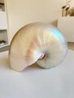 Grote nautilus schelp in mat parelmoer, Verzamelen, Ophalen of Verzenden, Schelp(en)