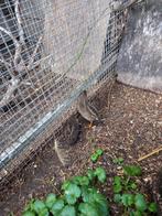 Chinese dwergkwartels, Dieren en Toebehoren, Meerdere dieren