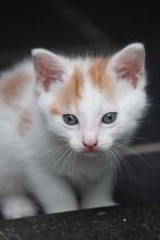 2 leuke lieve kittens te koop poesje  & kater, Dieren en Toebehoren, Meerdere dieren