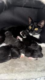 3 mooie zwart wit katertjes, lees omschrijving!, Kater