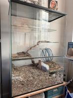 Terrarium for gerbils , hamster, Ophalen of Verzenden, Minder dan 75 cm, Hamster, Minder dan 60 cm