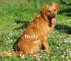 Nody, Dieren en Toebehoren, Honden | Niet-rashonden, Particulier, Rabiës (hondsdolheid), Meerdere, Middel