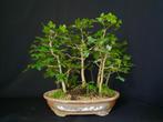 Acer Campestre bos, Ophalen