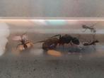Camponotus cruentatus kolonie, 1 queen met 9 werkster, Dieren en Toebehoren, Insecten en Spinnen, Mieren