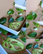 Stekjesbox specials variegata, Ophalen, Overige soorten, Minder dan 100 cm
