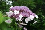 7 bijzondere fluweelhortensia struiken 100 euro totaal, Ophalen, Hortensia, Struik, Minder dan 100 cm