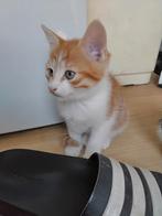 Rode cypres kitten vrouwtje, Dieren en Toebehoren, Katten en Kittens | Overige Katten, Poes