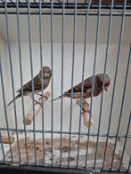Harlekijn kanaries koppels 40 euro per koppel, Dieren en Toebehoren, Meerdere dieren, Kleurkanarie