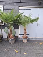 Trachycarpus fortunei winterharde palmboom, Volle zon, Ophalen of Verzenden, Palmboom