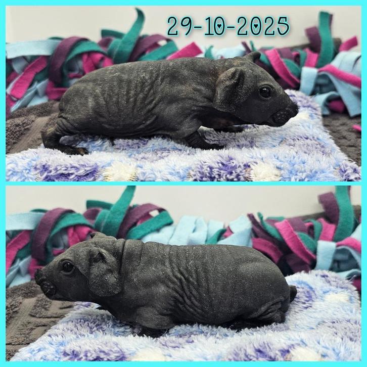 Skinny beertje, Dieren en Toebehoren, Knaagdieren, Mannelijk, Cavia, Oktober, Tam