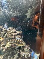 Mbuna malawi cichlide vissen yellow taile pseudotropheus, 0 tot 2 jaar