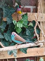 2x man roodwang blauwfazantje uit buitenvolière, Dieren en Toebehoren, Vogels | Overige Vogels, Mannelijk, Tropenvogel, Geringd