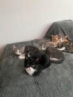 Lieve kittens opzoek naar hun eeuwige huisje, Dieren en Toebehoren, Katten en Kittens | Overige Katten, Meerdere dieren, Kortharig