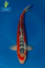 057 Hi Shusui, Dieren en Toebehoren, Vissen | Vijvervissen, Karper of Koi