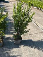Taxus haagplant, Ophalen, Bloeit niet, Overige soorten
