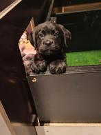 Boulab pups moeder labrador vader berner sennen nog 1 teefje, 8 tot 15 weken, Labrador retriever, Meerdere, Meerdere dieren