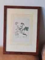 Gravure kruipende sibbaldia James Sowerby English Botany, Ophalen