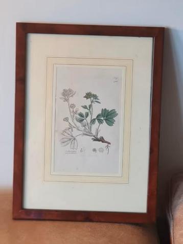 Gravure kruipende sibbaldia James Sowerby English Botany beschikbaar voor biedingen