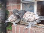 Oud Oosterse meeuwen meeuwtjes Oudoosterse, Dieren en Toebehoren, Vogels | Duiven, Meerdere dieren, Overige soorten