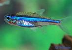 Paracheirodon simulans, blauwe neontetra 1.5 cm, Dieren en Toebehoren, Vissen | Aquariumvissen, Kreeft, Krab of Garnaal