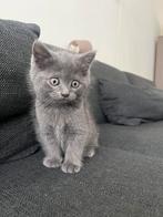 Britse korthaar kittens, Dieren en Toebehoren, Ontwormd