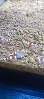 Te koop Crystal red garnalen, Dieren en Toebehoren, Vissen | Aquariumvissen, Kreeft, Krab of Garnaal