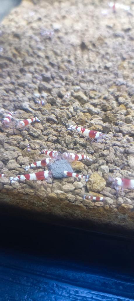 Te koop Crystal red garnalen, Dieren en Toebehoren, Vissen | Aquariumvissen, Kreeft, Krab of Garnaal