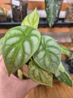 Alocasia Silver Dragon Mint Variegata, Ophalen of Verzenden, Halfschaduw, Minder dan 100 cm