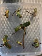 Philodendron Silver Sword wetstick, Overige soorten, Minder dan 100 cm, Ophalen of Verzenden, Halfschaduw