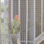 rosela"s, Geslacht onbekend