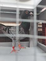 Duitse schoonheid, Meerdere dieren