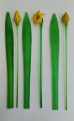 Murano glazen Narcissen + bladeren, Ophalen of Verzenden