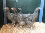 Jonge tamme Noord Hollandse Blauwe kippen gesekst & ingeënt, Dieren en Toebehoren, Pluimvee, Vrouwelijk, Kip