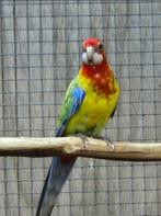 1-0 Golden gold / blauw /opaline 2025, Dieren en Toebehoren, Mannelijk, Parkiet, Geringd