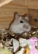 Dwerghamster Rosie ter adoptie, Dieren en Toebehoren, Hamster, Vrouwelijk, Mei, Tam