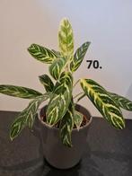 Aglaonema Ivy green, ophalen in Utrecht kan 8 mei, Huis en Inrichting, Ophalen of Verzenden, Overige soorten, Minder dan 100 cm