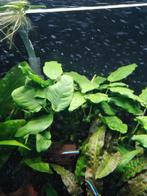 Diverse aquariumplanten te koop, Plant(en), Steen of Hout, Zo goed als nieuw, Ophalen