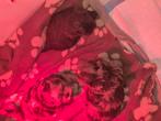 Shih-tzu pups, Dieren en Toebehoren, Overige rassen, 8 tot 15 weken, Meerdere, Meerdere dieren